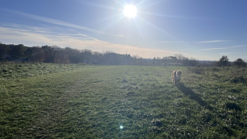 Sycamore Park Dog Park - Madison, WI