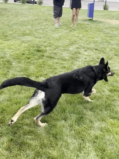 Sycamore Park Dog Park - Madison, WI