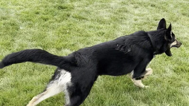 Sycamore Park Dog Park - Madison, WI