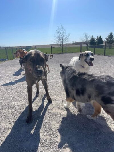 Big Creek Pet Lodge - Madrid, IA