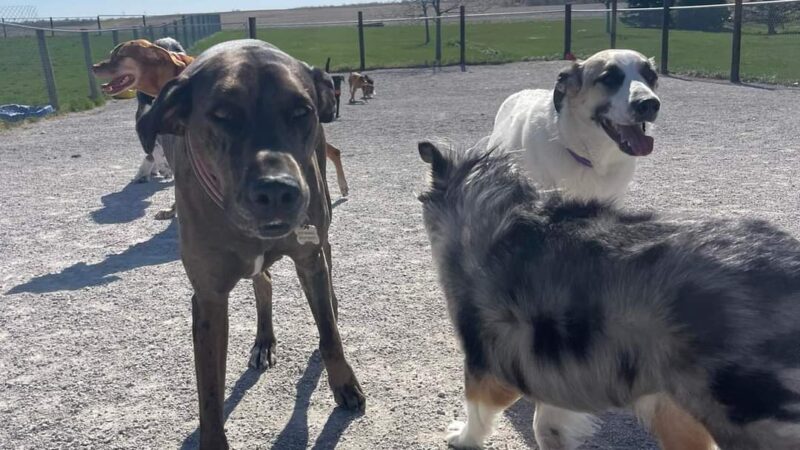 Big Creek Pet Lodge - Madrid, IA