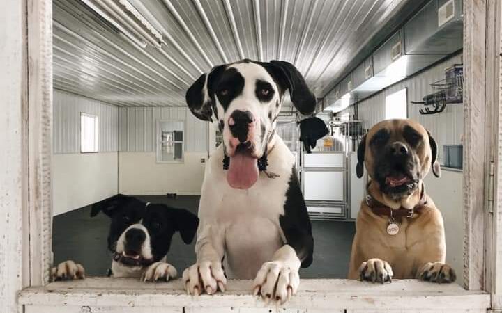 Big Creek Pet Lodge - Madrid, IA