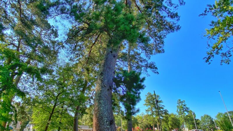 Hospital Park - Magnolia, AR