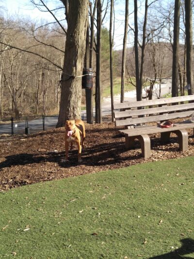 Sycamore Bark Park - Mahopac, NY