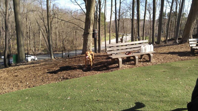 Sycamore Bark Park - Mahopac, NY