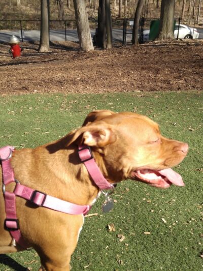 Sycamore Bark Park - Mahopac, NY