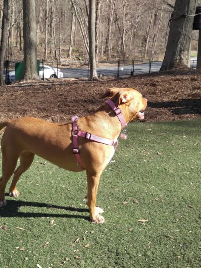 Sycamore Bark Park - Mahopac, NY