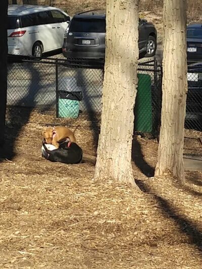 Sycamore Bark Park - Mahopac, NY