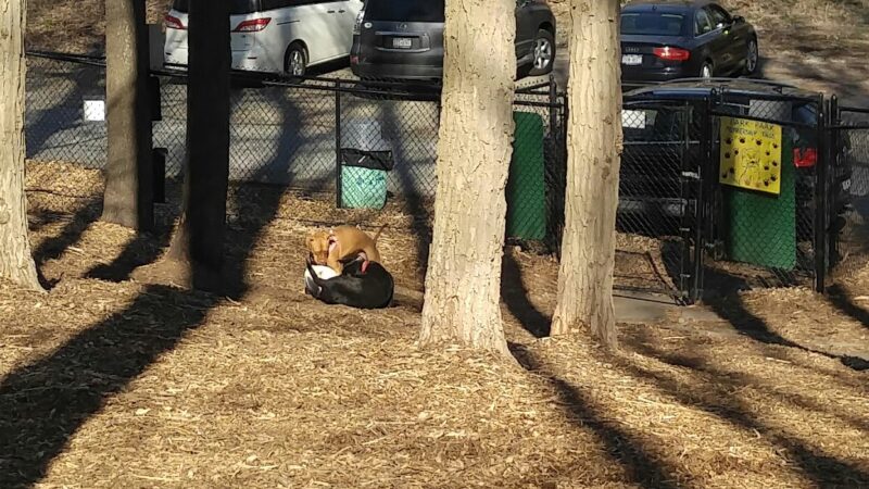 Sycamore Bark Park - Mahopac, NY