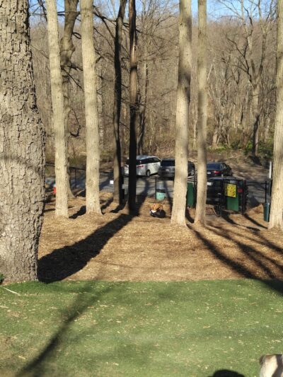 Sycamore Bark Park - Mahopac, NY