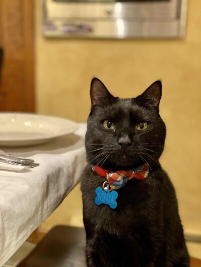 Mahwah Veterinarian Groom & Board - Mahwah, NJ