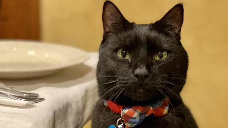 Mahwah Veterinarian Groom & Board - Mahwah, NJ
