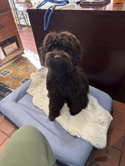 Mahwah Veterinarian Groom & Board - Mahwah, NJ