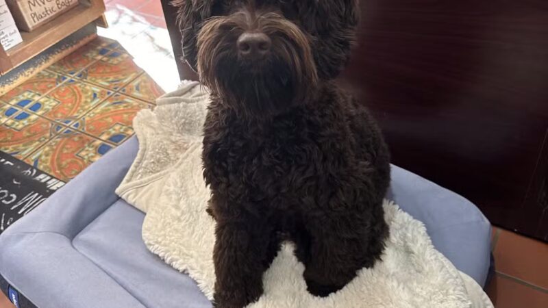 Mahwah Veterinarian Groom & Board - Mahwah, NJ