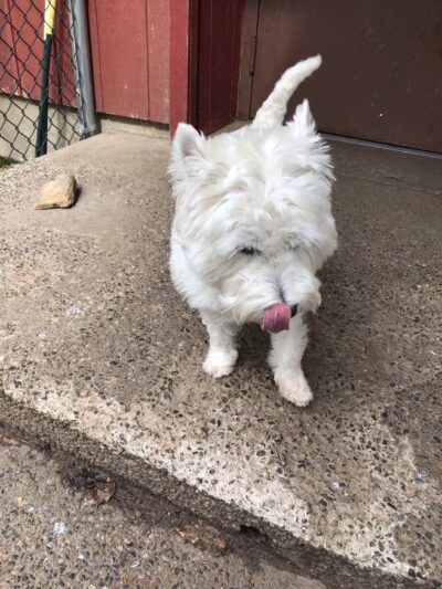 Mahwah Veterinarian Groom & Board - Mahwah, NJ