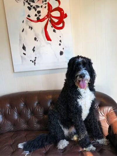 Mahwah Veterinarian Groom & Board - Mahwah, NJ