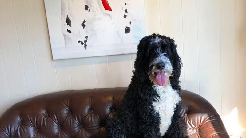 Mahwah Veterinarian Groom & Board - Mahwah, NJ
