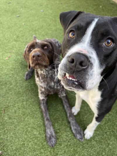 Mahwah Veterinarian Groom & Board - Mahwah, NJ