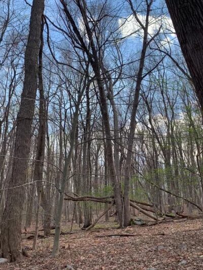 Scarlet Oak Pond Walk - Mahwah, NJ