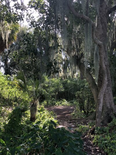 Dog Island - Maitland, FL