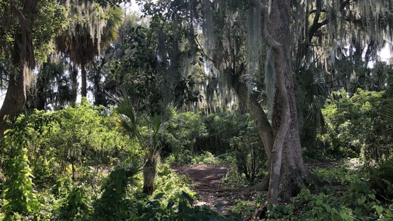 Dog Island - Maitland, FL