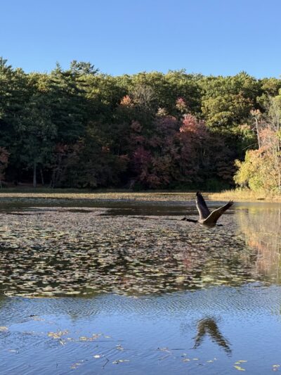 Dorrs Pond Nature Trail - Manchester, NH