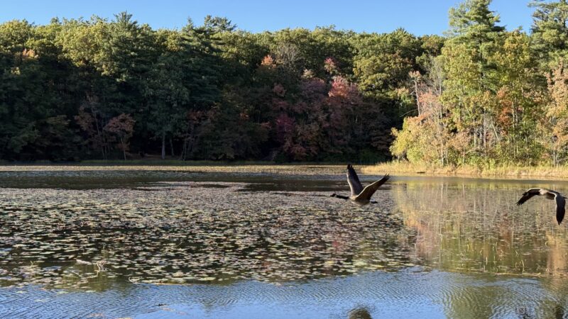 Dorrs Pond Nature Trail - Manchester, NH