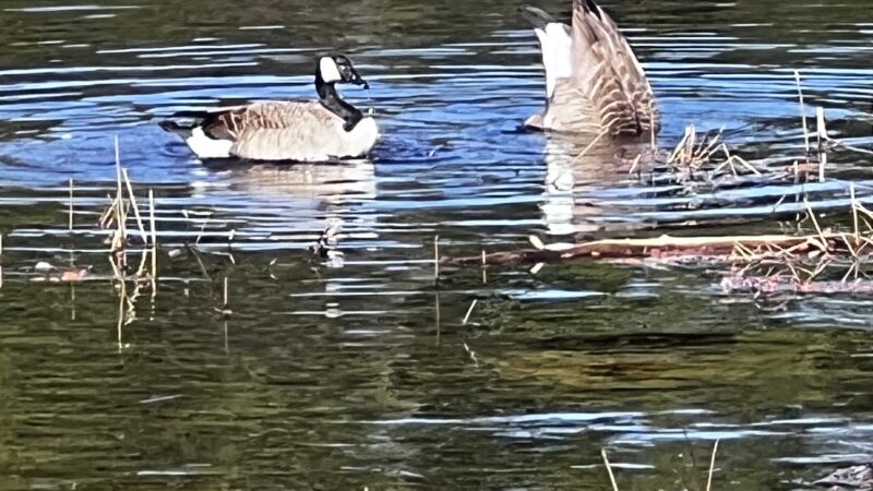 Rockingham Rail Trail - Manchester, NH