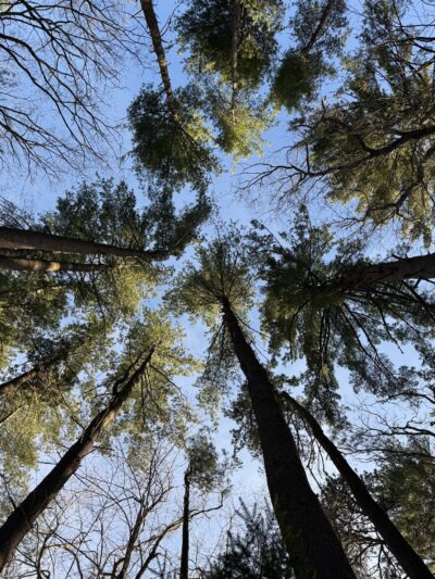 Walk in the Woods - Stark Park - Manchester, NH