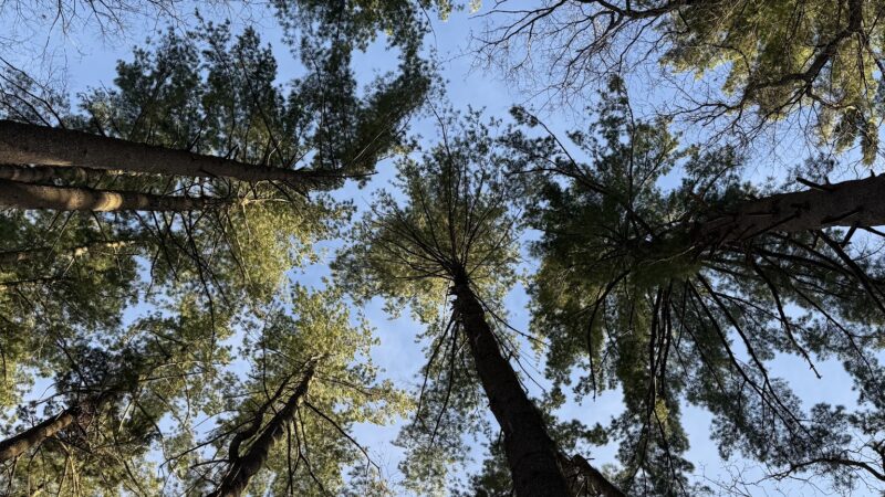 Walk in the Woods - Stark Park - Manchester, NH