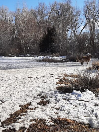 Cottonwood Park - Mancos, CO