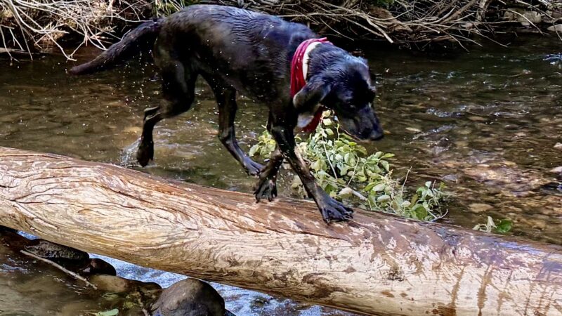 Cottonwood Park - Mancos, CO