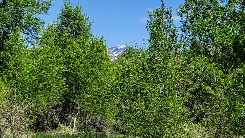 Cottonwood Park - Mancos, CO