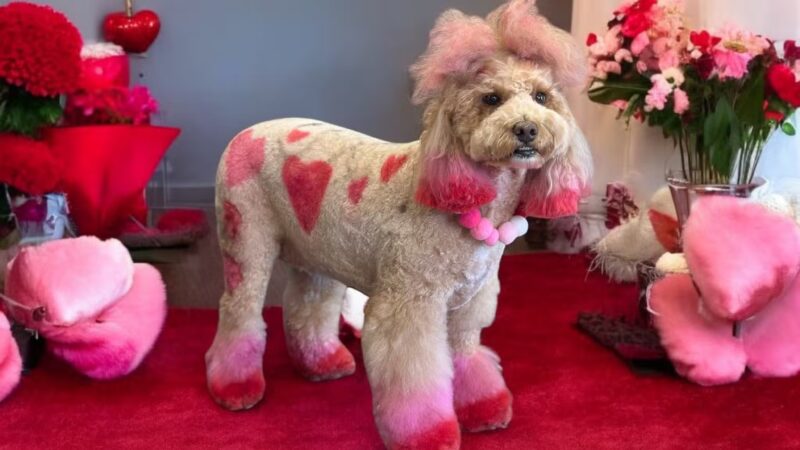 The Pretty Pup Parlor - Mangham, LA