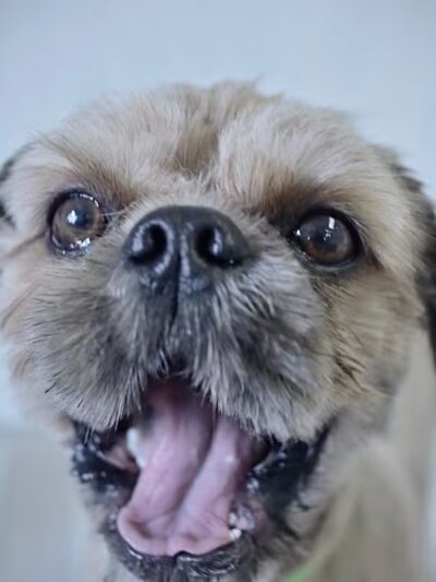 The Pretty Pup Parlor - Mangham, LA