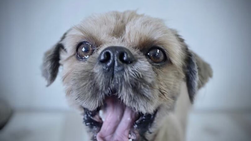 The Pretty Pup Parlor - Mangham, LA