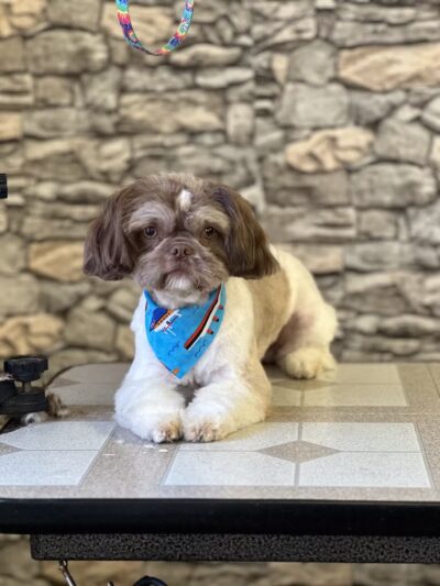 The Pretty Pup Parlor - Mangham, LA