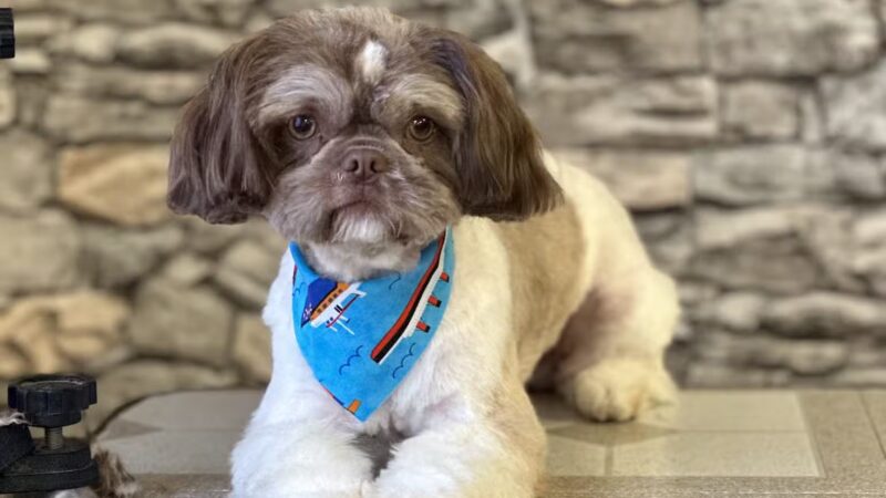 The Pretty Pup Parlor - Mangham, LA