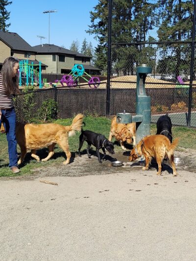 Summit Park Off Leash Dog Park - Maple Valley, WA