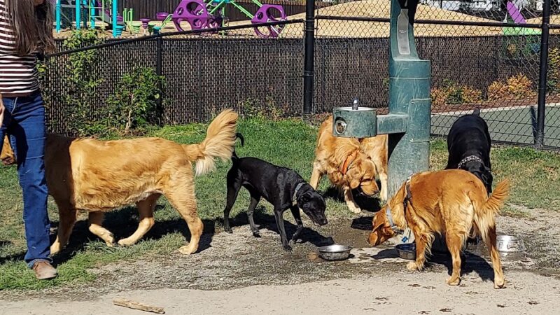 Summit Park Off Leash Dog Park - Maple Valley, WA