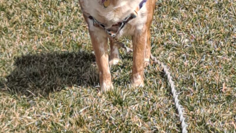 Kellogg Park-Maplewood membership only dog park - Maplewood, MO