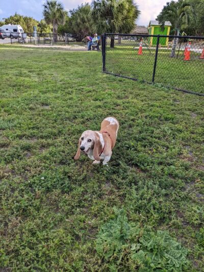 Marathon's Dog Park - Marathon, FL