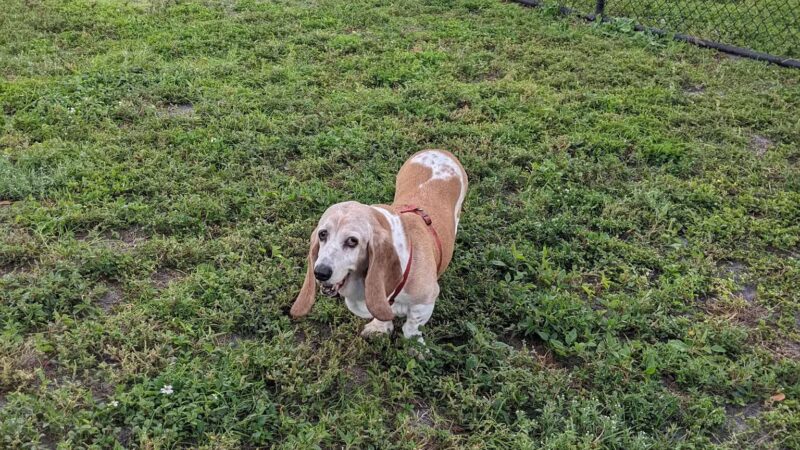 Marathon's Dog Park - Marathon, FL