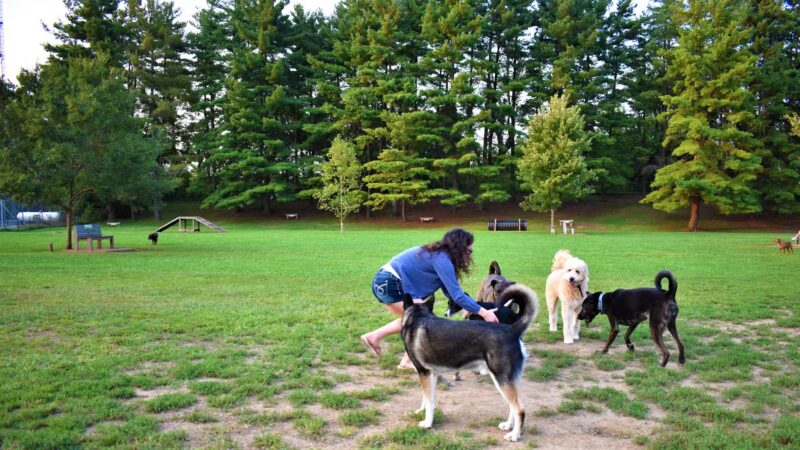 Jackson Hill Dog Park - Marietta, OH