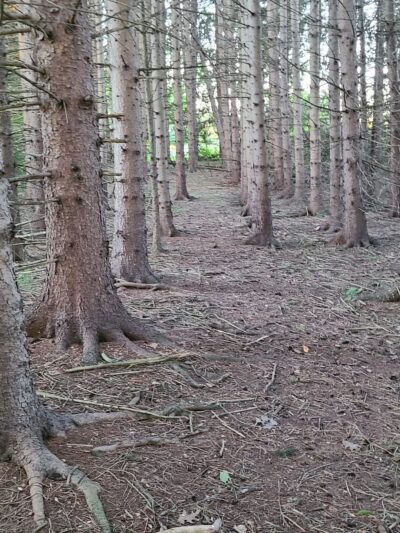 Marilla Park - Marilla, NY