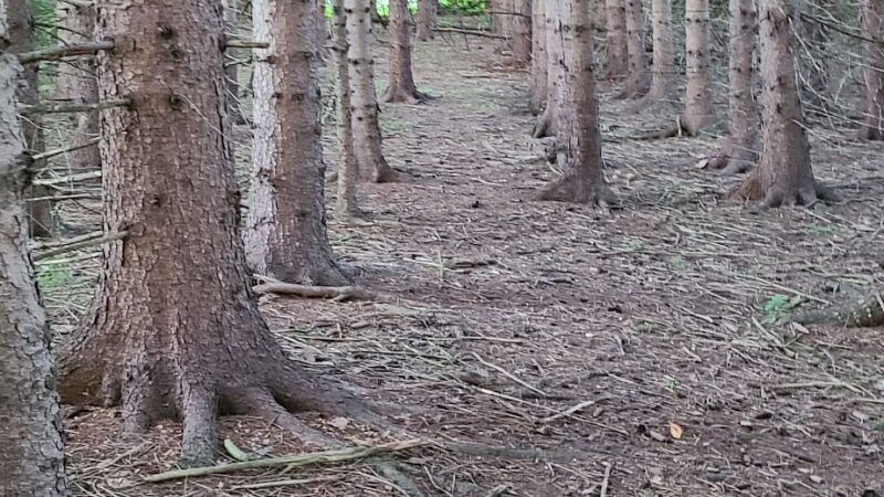 Marilla Park - Marilla, NY