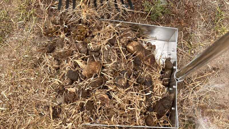 Dog Park - Marina, CA