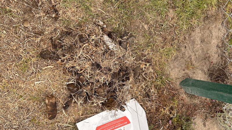 Dog Park - Marina, CA