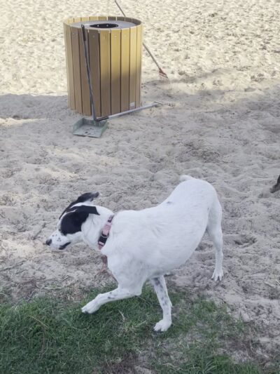 Schoonover Dog Park - Marina, CA