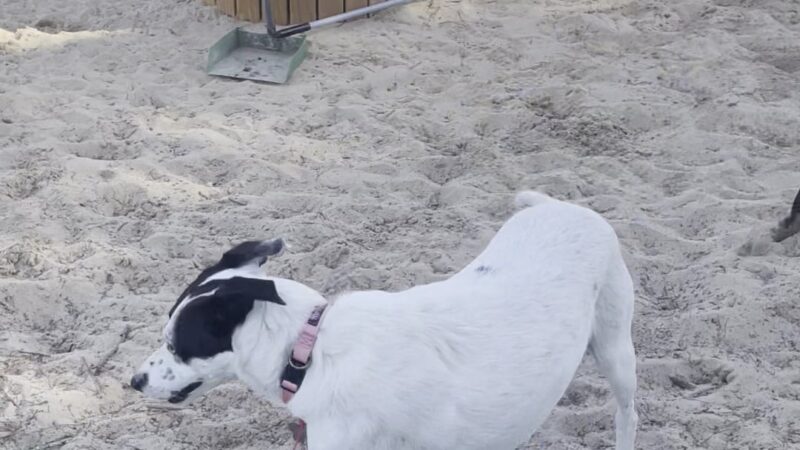 Schoonover Dog Park - Marina, CA